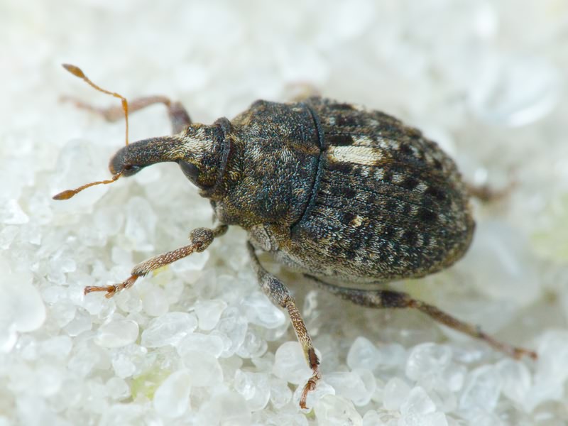Phrydiuchus topiarius (Germar, 1824)